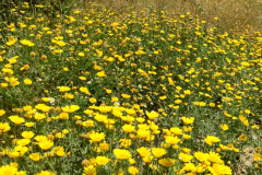 lucainena_2026_24