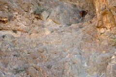 garrofa-vias-largas-17