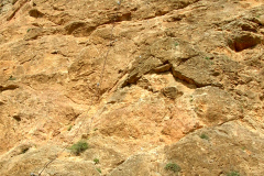 palsur-22