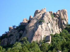 pajarito