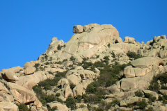 aguja_larios