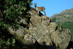 pedriceros-almerienses-tortuga-00