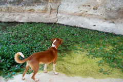 13_kako_ranas